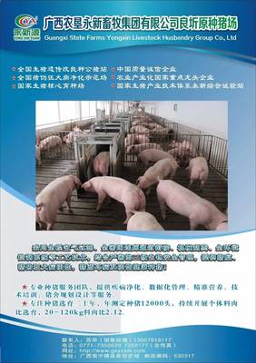 中央財政230億力挺農業規模經營，生豬邁進全國質量安全追溯新篇章